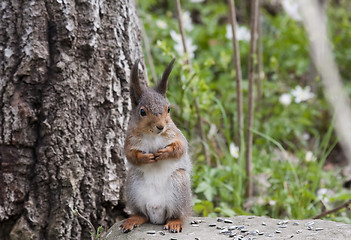 Image showing squirrel