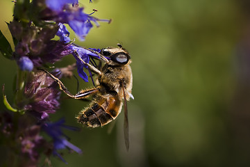 Image showing bee