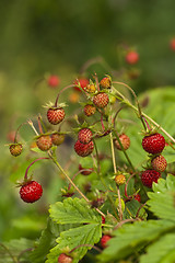 Image showing wild strawberries