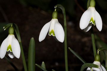 Image showing snowdrops