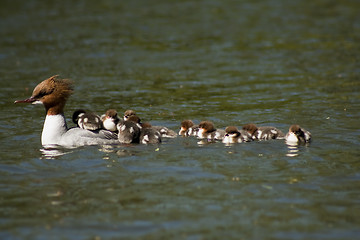 Image showing common merganser