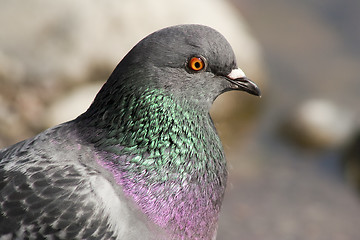 Image showing common dove