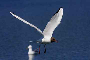 Image showing caught in flight