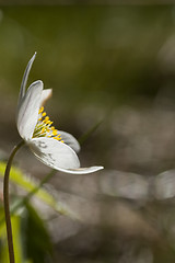 Image showing wood anemone