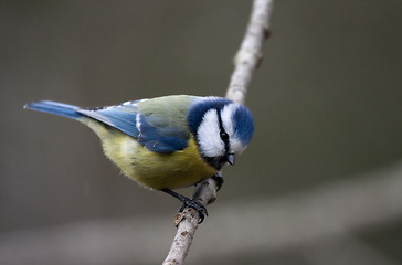 Image showing blue tit