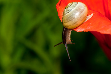 Image showing snail