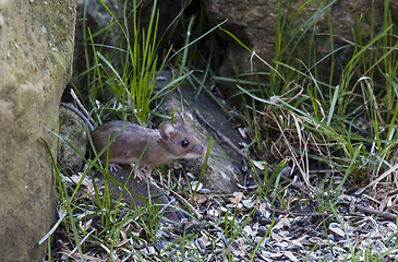 Image showing garden mouse