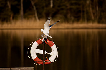 Image showing gulls