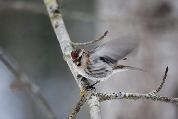 Image showing redpoll