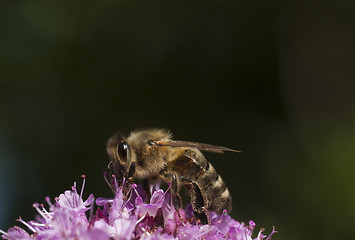 Image showing bee