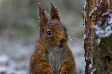 Image showing red squirrel