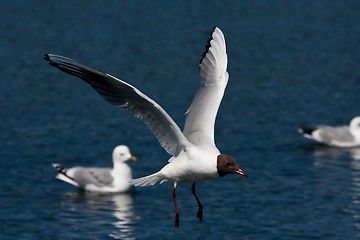 Image showing flying gull