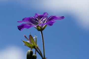 Image showing cranesbill