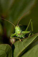 Image showing grasshopper