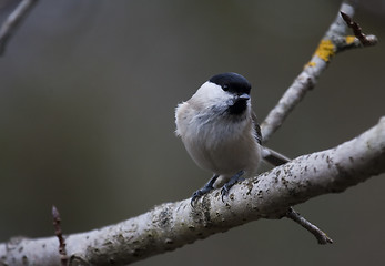 Image showing marsh tit