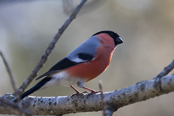 Image showing male bullfinch