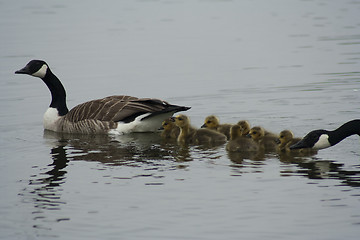 Image showing canadian geese