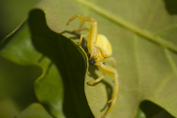 Image showing yellow crab spider