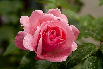 Image showing wet rose