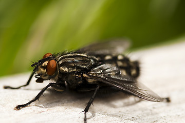 Image showing common fly