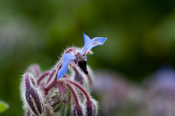 Image showing blue borago