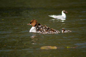 Image showing common merganser