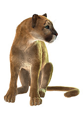 Image showing Puma