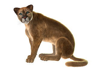 Image showing Puma