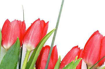 Image showing Spring Tulips