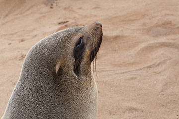 Image showing portrait of Brown fur seal - sea lions in Namibia