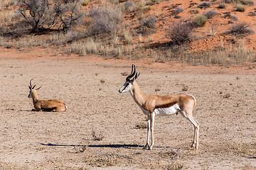 Image showing Springbok Antidorcas marsupialis in kgalagadi, South Africa