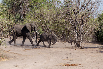 Image showing African Elephant in Chobe National Park