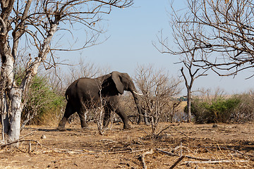 Image showing African Elephant in Chobe National Park