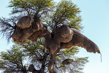 Image showing African sociable weaver big nest on tree