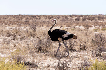 Image showing Ostrich Struthio camelus, in Kgalagadi, South Africa
