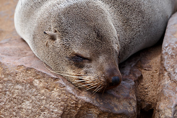 Image showing portrait of Brown fur seal - sea lions in Namibia