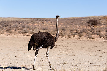 Image showing Ostrich Struthio camelus, in Kgalagadi, South Africa