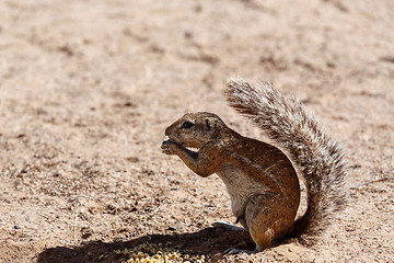 Image showing South African ground squirrel Xerus inauris