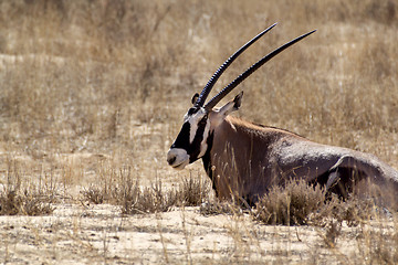 Image showing portrait of Gemsbok, Oryx gazella