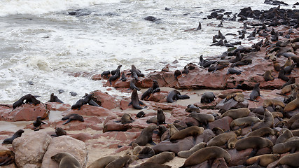 Image showing huge colony of Brown fur seal - sea lions in Namibia