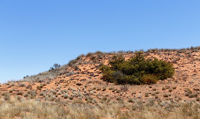 Image showing plains of the Kgalagadi Transfrontier Park