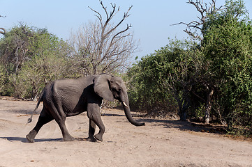 Image showing African Elephant in Chobe National Park