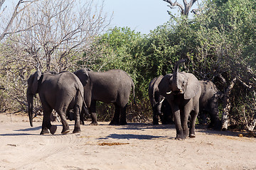 Image showing African Elephant in Chobe National Park