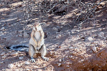 Image showing South African ground squirrel Xerus inauris