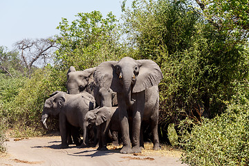 Image showing African Elephant in Chobe National Park