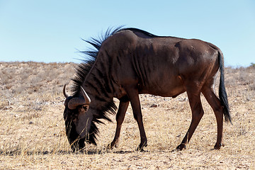 Image showing wild (Connochaetes taurinus) Blue Wildebeest Gnu grazing