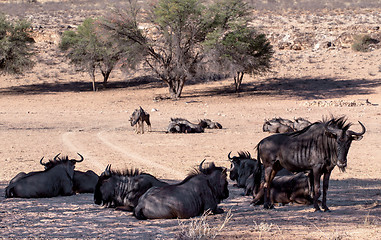 Image showing wild (Connochaetes taurinus) Blue Wildebeest Gnu