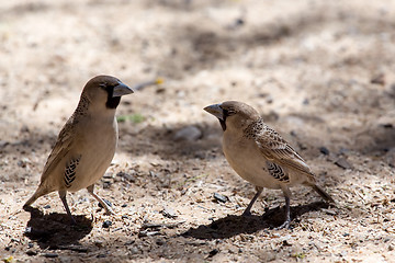 Image showing Sociable Weaver Bird at Kgalagadi