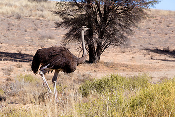 Image showing Ostrich Struthio camelus, in Kgalagadi, South Africa