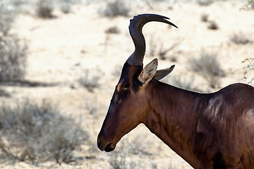 Image showing A Common tsessebe (Alcelaphus buselaphus) stood facing the camer